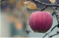 Manzana madura en otoño gracias a la poda realizada por Emondage Saint-Bruno.