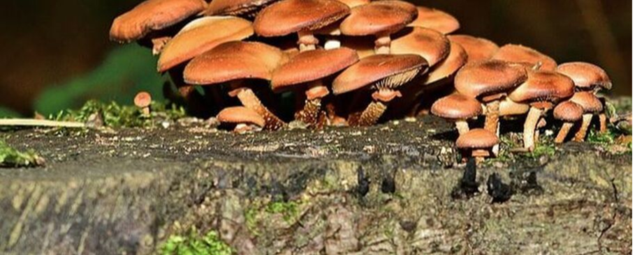 Mushrooms proliferating on a strain in Saint-Bruno