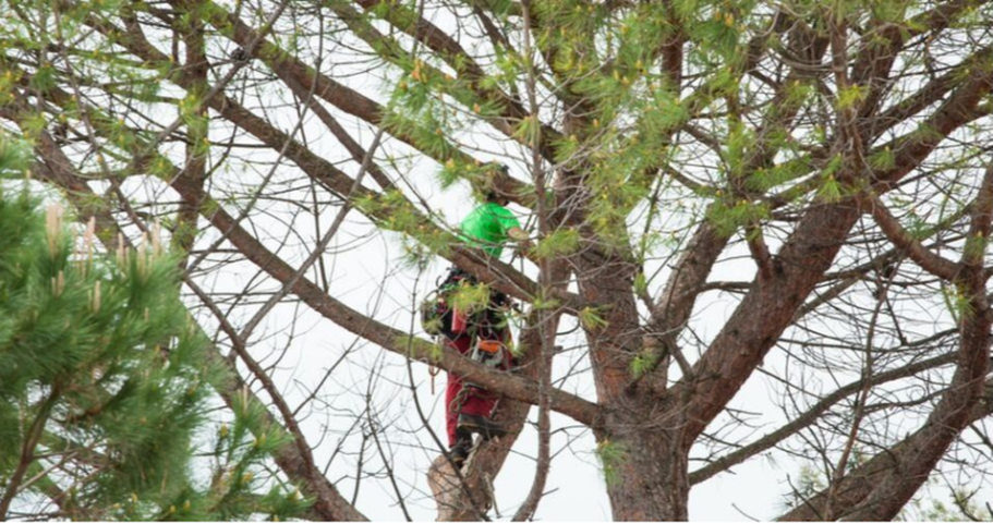 Climber from Emondage Saint-Bruno working at height in a pine tree.