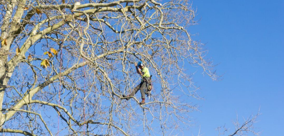 Climber from Emondage Saint-Bruno working in a tree in Saint-Bruno