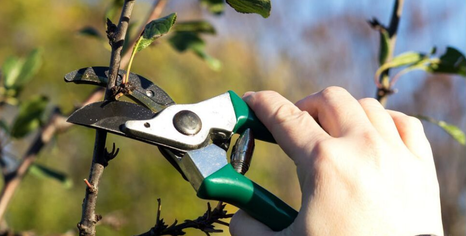 An employee of Emondage Saint-Bruno performs a training pruning on a tree.