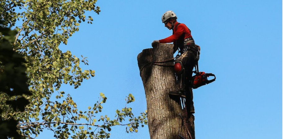 Arboricultor de Emondage Saint-Bruno, que tala un árbol. El residente de Saint-Bruno obtuvo primero un permiso de tala de la ciudad de Saint-Bruno.